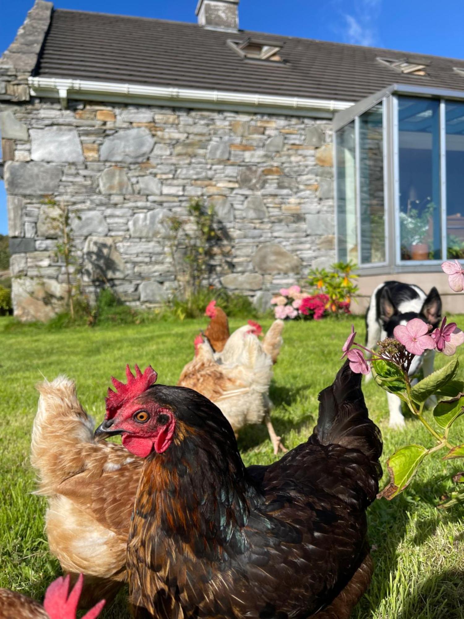 Shanakeever Farm - 3 Bedroom Apartment Clifden Exterior photo